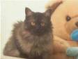 Cat Pedigree Mainecoon). SILVER FEMALE MAINE COON FOR....