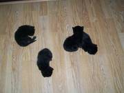 4 cute kittens