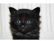 Kittens For Sale. I HAVE 2 BEAUTIFUL BLACK KITTENS FOR....