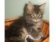 Maine Coon Kitten. Beautiful Maine Coon brown female....