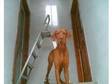 Stunning Hungarian Vizsla for rehoming 300.00. My 4 year....