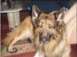 5 year old german shepherd for stud , . i have a german....
