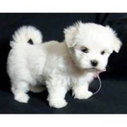 Affectionate Maltese puppy ready Now