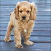 11 weeks old Cocker Spaniel puppies for sale