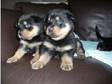 Rottweiler Puppies. Gorgeous litter of chunky puppies, ....