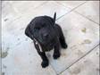 Lovely Labrador puppies for sale. Lovely chubby farm....