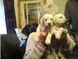 labradoodle pup. adorable pups raised in family home....
