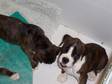 Pedigree KC Registered Boxer Puppies in Markinch,  Fife