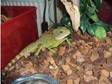Reptile Collection For Sale. hi for sale is 2 chinese....