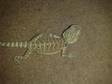 Baby Bearded Dragons 12 to 17 weeks old 12 left,  all....